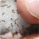 <Bee Removal and Control in Phoenix, Glendale, Peoria, Tempe, Mesa Chandler >