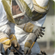<Bee Removal and Control in Phoenix, Glendale, Peoria, Tempe, Mesa Chandler >
