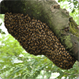 <Bee Removal and Control in Phoenix, Glendale, Peoria, Tempe, Mesa Chandler >