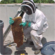 <Bee Removal and Control in Phoenix, Glendale, Peoria, Tempe, Mesa Chandler >