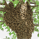 <Bee Removal and Control in Phoenix, Glendale, Peoria, Tempe, Mesa Chandler >
